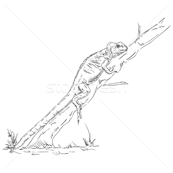 Bukalemun kertenkele yukarı ağaç arka plan hayvan Stok fotoğraf © pavelmidi