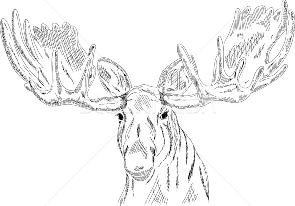 elk head  Stock photo © pavelmidi