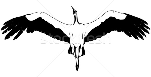 Branco cegonha vetor voador natureza pintar Foto stock © pavelmidi