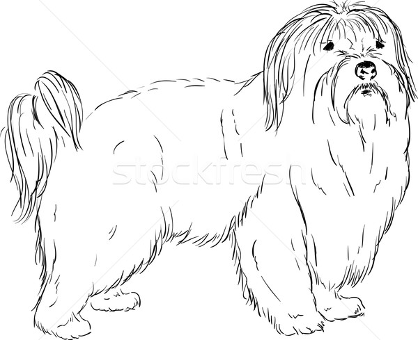 Coton de tulear Stock photo © pavelmidi