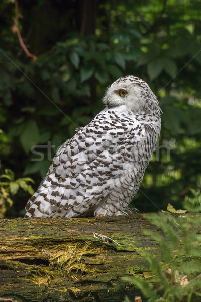 White snow owl Stock photo © pavelmidi