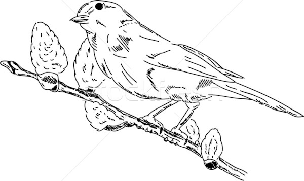 Stock photo: bird on branch