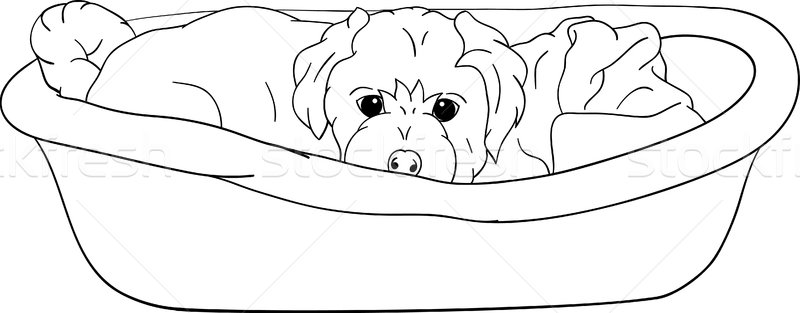 small puppy lying in cot Stock photo © pavelmidi