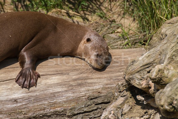 giant otter Stock photo © pavelmidi