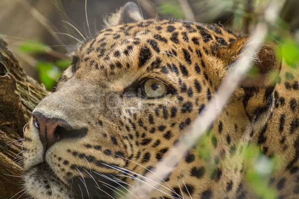 Leopar detay portre seylan kedi hayvanat bahçesi Stok fotoğraf © pavelmidi