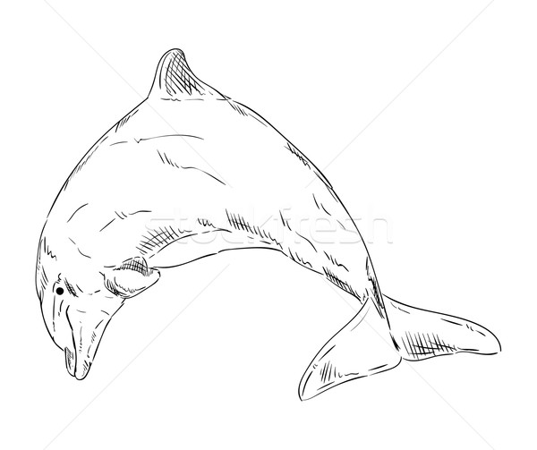 Wektora delfiny skoki na zewnątrz wody ryb Zdjęcia stock © pavelmidi