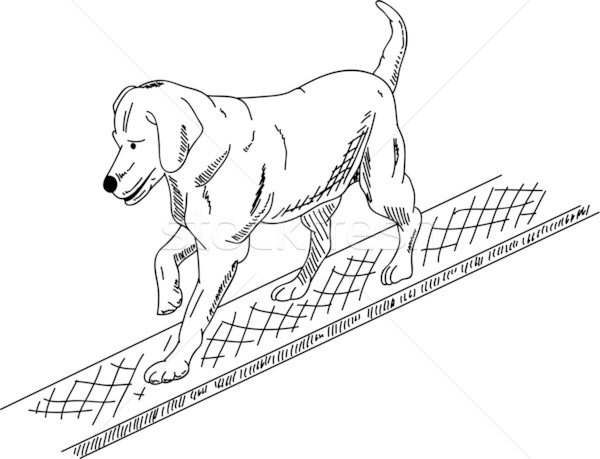 dog agility Stock photo © pavelmidi