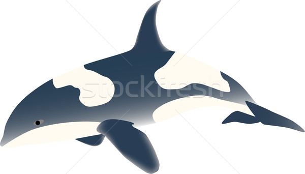 Wektora morza ryb drapieżnik ocean skok Zdjęcia stock © pavelmidi