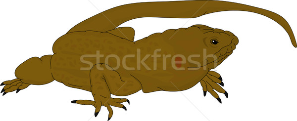 Vector - colour lizard  isolated on white background Stock photo © pavelmidi