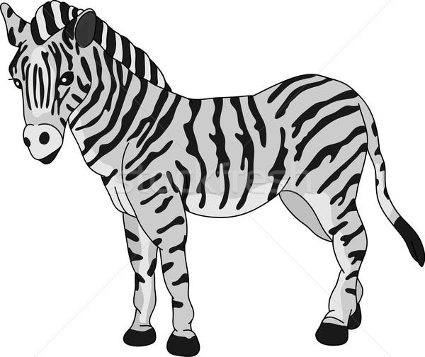 Zebra Vektor stehen isoliert Natur Design Stock foto © pavelmidi