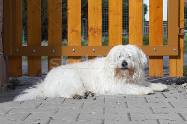  Coton de Tulear Stock photo © pavelmidi