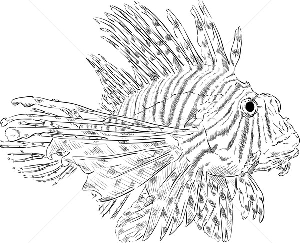 Vetor peixe oceano subaquático desenho animado quadro Foto stock © pavelmidi