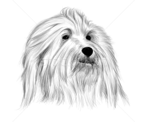 Kéz rajz portré kutya haj festék Stock fotó © pavelmidi