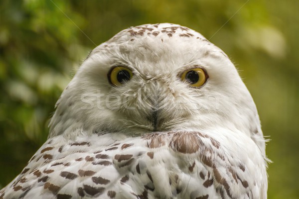 Foto stock: Branco · neve · coruja · retrato · abrir · olhos