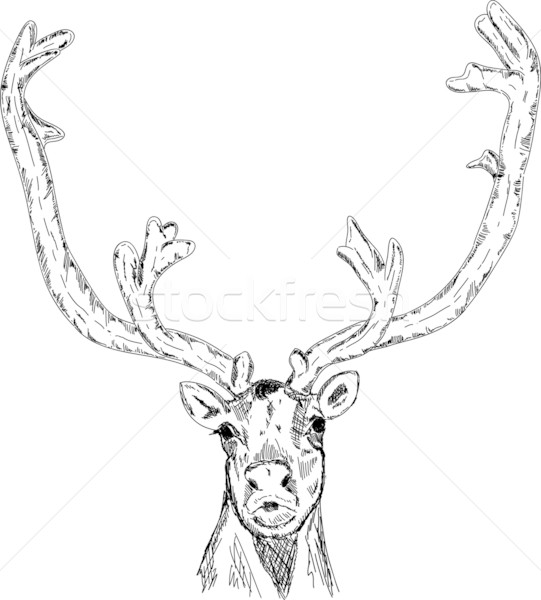 Cabeça vetor retrato isolado animal desenho animado Foto stock © pavelmidi