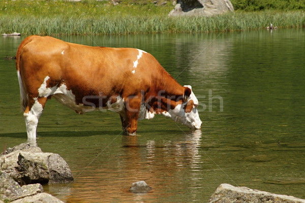 Vacă în picioare lac apa potabila vară verde Imagine de stoc © pavelmidi