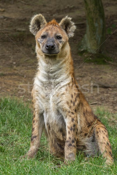 Hyäne Porträt Augen Afrika Kopf Park Stock foto © pavelmidi