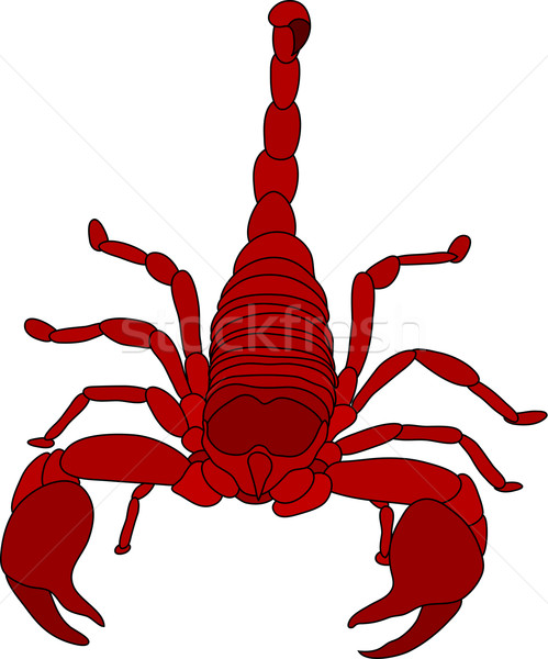 Skorpion Vektor Farbe isoliert weiß rot Stock foto © pavelmidi