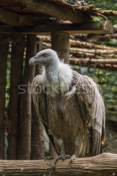 Griffon Vulture Stock photo © pavelmidi