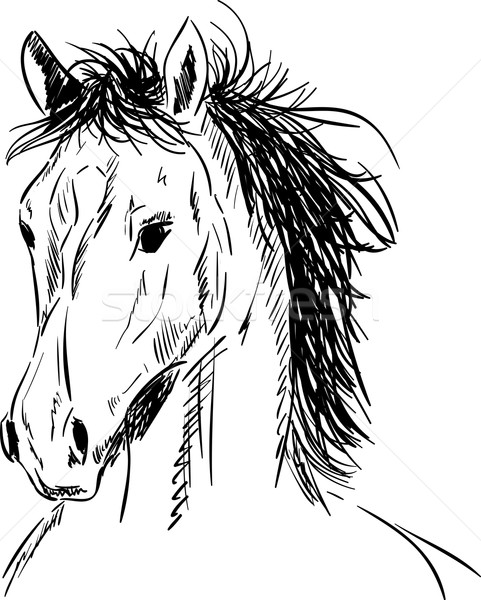 Cavalo cabeça vetor retrato fundo preto Foto stock © pavelmidi