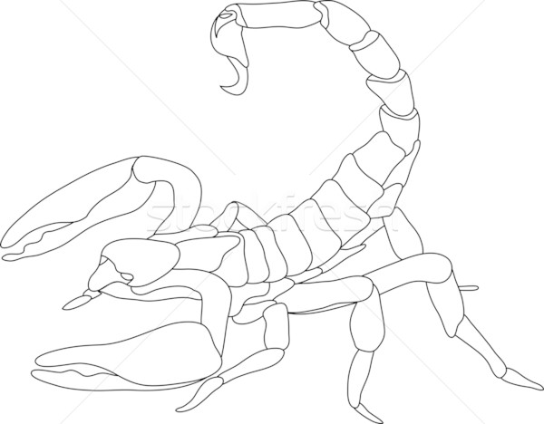 Skorpion Vektor Kontur isoliert weiß Silhouette Stock foto © pavelmidi
