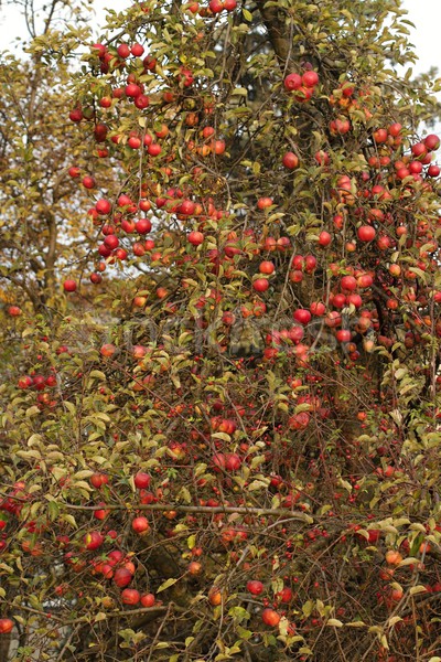 Pomme suspendu verger de pommiers feuille fruits [[stock_photo]] © pavelmidi