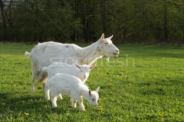 goat and two kids Stock photo © pavelmidi