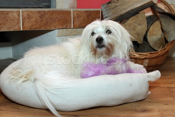 Rszokatlan fajta kutya haj portré állat Stock fotó © pavelmidi