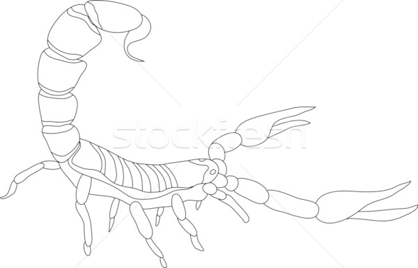 Skorpion Vektor Kontur isoliert weiß Silhouette Stock foto © pavelmidi