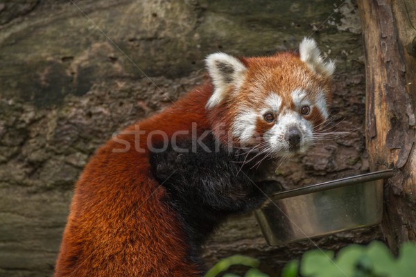 Stock fotó: Piros · panda · erdő · macska · fiatal · fej