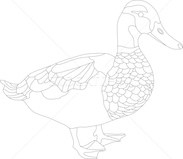 drake Stock photo © pavelmidi