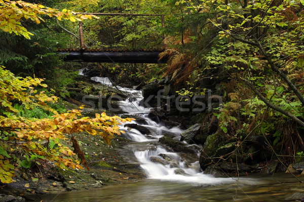 forest waterfal Stock photo © pavelmidi