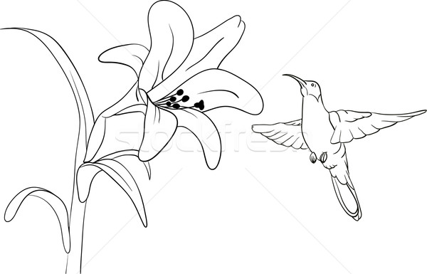  Hummingbird Stock photo © pavelmidi