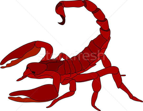 Сток-фото: скорпион · вектора · цвета · изолированный · белый · силуэта