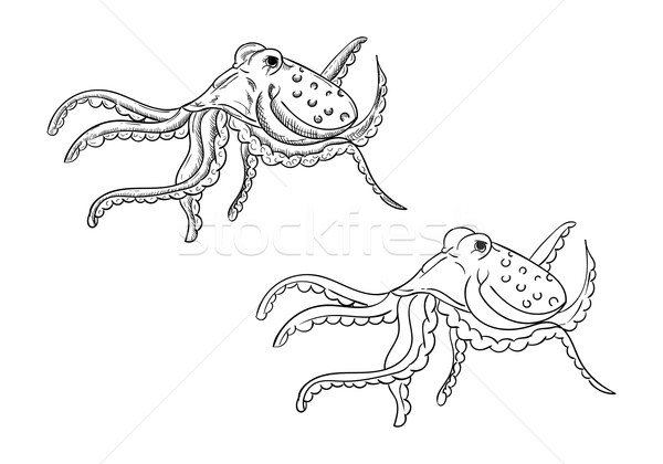 Ośmiornicy wektora sztuki ocean biały rysunek Zdjęcia stock © pavelmidi