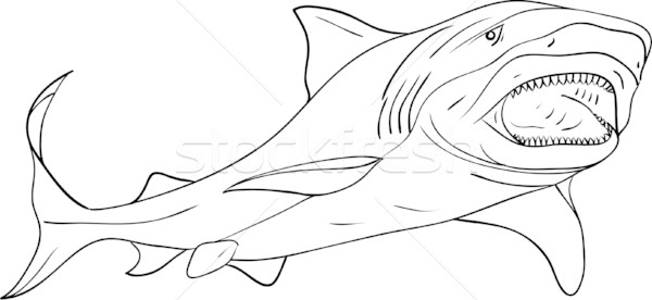 Hai Vektor Kontur isoliert Fisch Natur Stock foto © pavelmidi