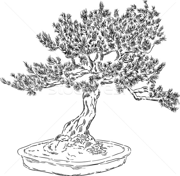 Bonsai copac vector ghiveci de flori frunze fundal Imagine de stoc © pavelmidi