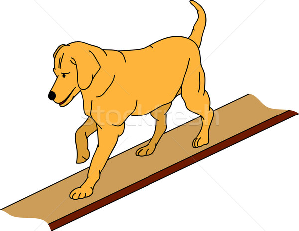 dog agility Stock photo © pavelmidi