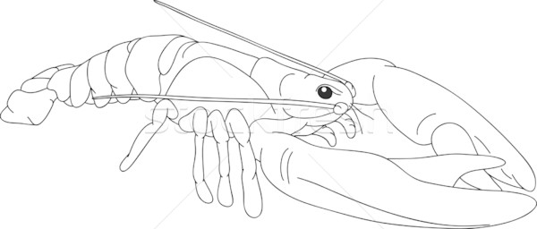 crayfish Stock photo © pavelmidi