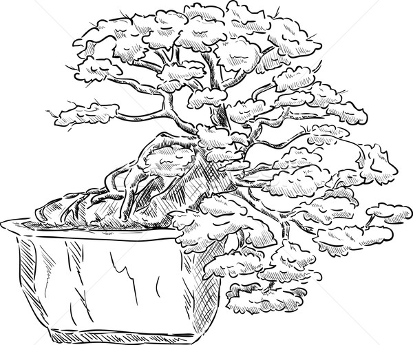 Bonsai copac vector ghiveci de flori frunze fundal Imagine de stoc © pavelmidi