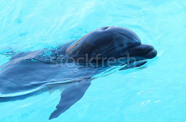 One dolphin swimming in the pool. Stock photo © PawelSierakowski