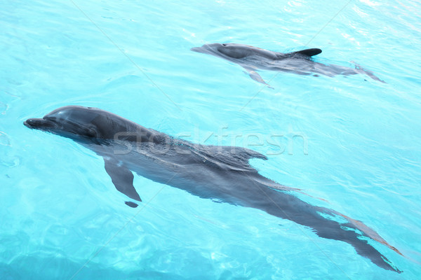 Beautiful dolphins swimming in the pool. Stock photo © PawelSierakowski