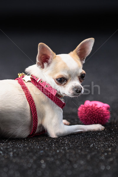 Kicsi aranyos pihen kutya divat háttér Stock fotó © PawelSierakowski