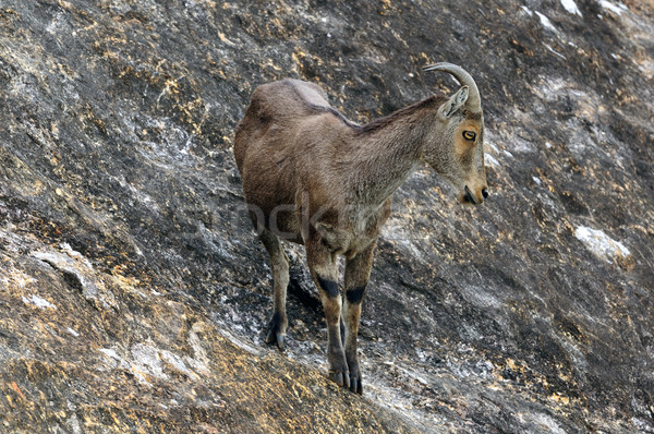 Gefährdet Natur Berg Park asia Fell Stock foto © pazham
