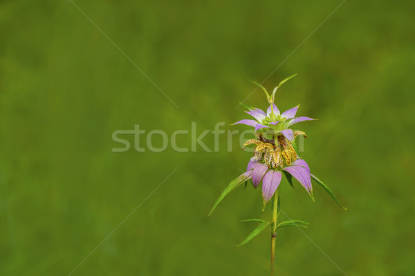 Spotted Bee-balm (Monarda punctata) Stock photo © pazham