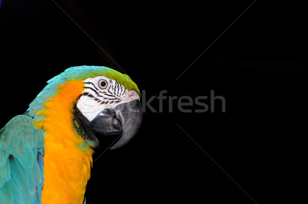 Stock photo: Macaw