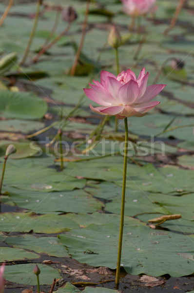 Lotus Pond Stock photo © pazham