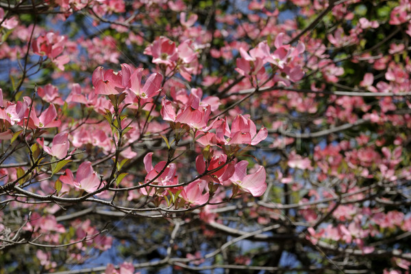 Cherry Blossoms Stock photo © pazham