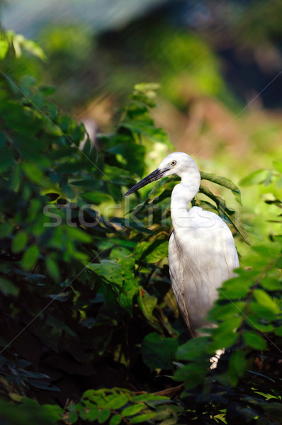 Stock photo: Egrret