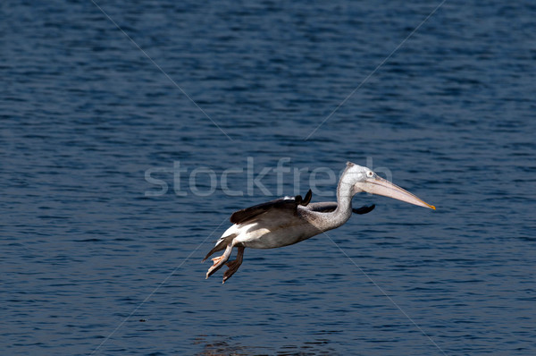 Spot Billed Pelican Stock photo © pazham